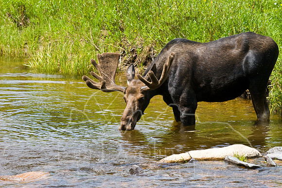 Bull Moose-0191.jpg