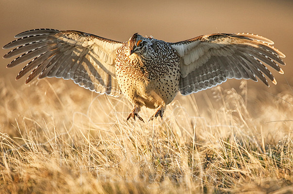 Sharptail Grouse--8