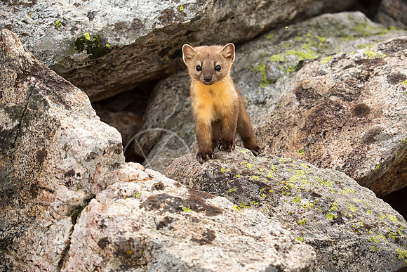 Pine Martin-