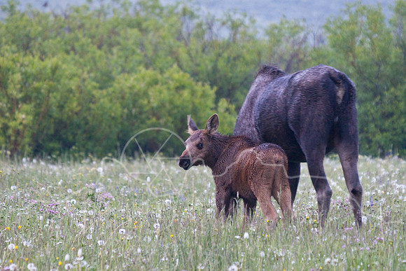 Bull Moose-0402.jpg
