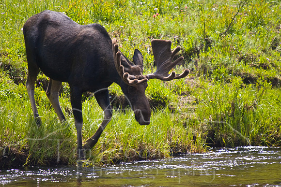 Bull Moose-0130.jpg