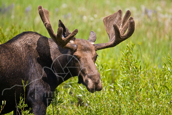 Bull Moose-4890.jpg