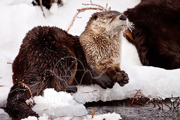 Yellowstone in Winter--December 2009-6235.jpg