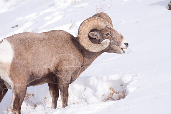 Yellowstone in Winter--2009-3293.jpg
