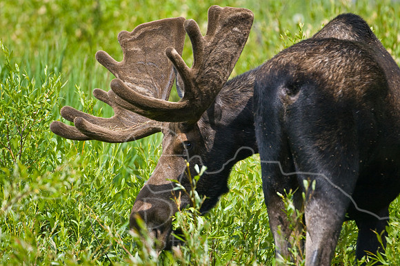 Bull Moose-4894.jpg