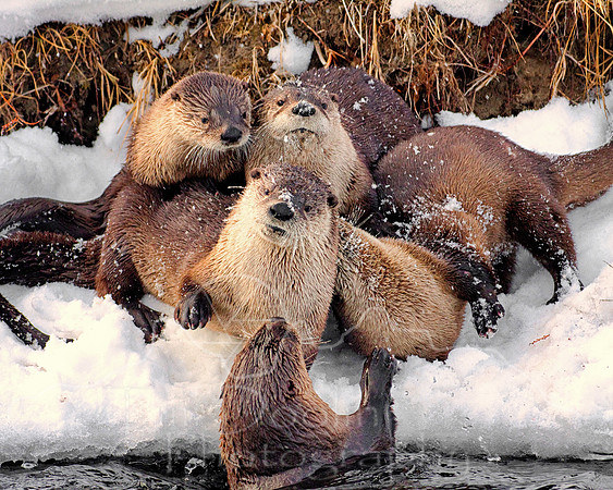Otter pups on Soda Butte Creek 2-