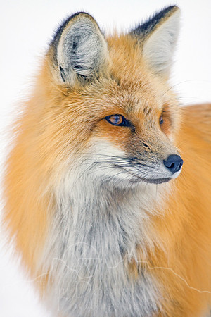 Red Fox @ Pahaska Teepee-9243