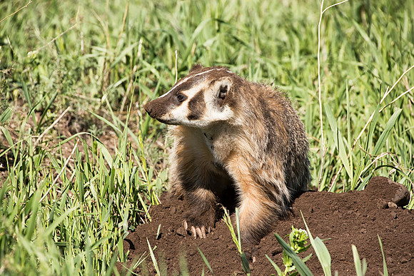 Badger digging--4