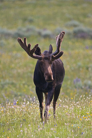 Bull Moose-5036.jpg