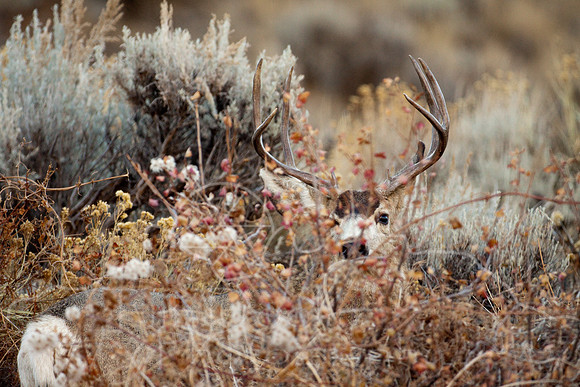 Mule Deer--South Fork Shoshone--November 2009-2949.jpg