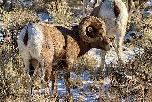 Big Horn Sheep--5