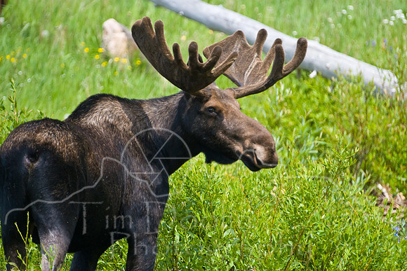 Bull Moose-4825.jpg