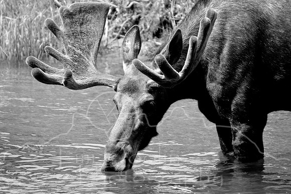 Bull Moose-0195.jpg