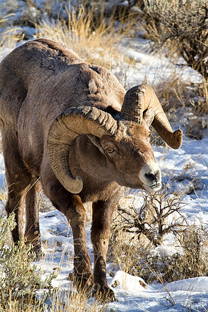 Big Horn Sheep--7
