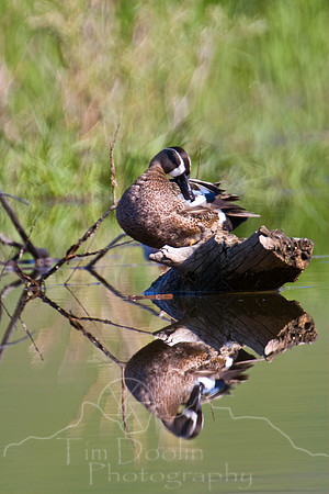 Yellowstone 2008-2486.jpg