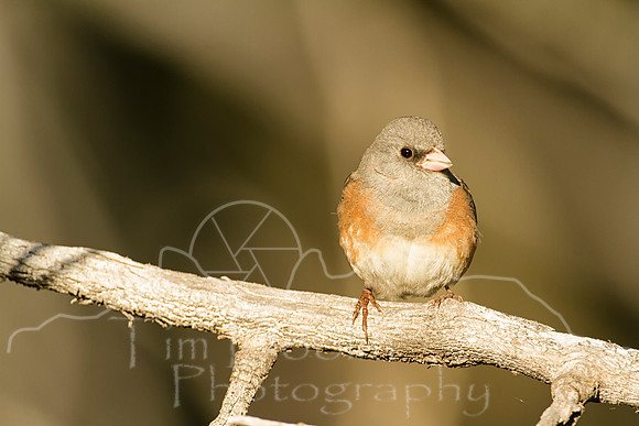 IMG_3082-Edit