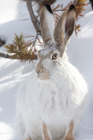 Yellowstone in Winter--2009-6664.jpg