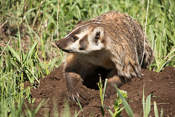 Badger digging--6