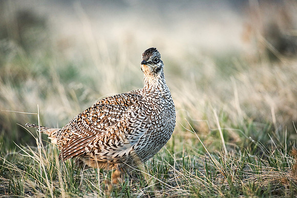 Sharptail Grouse--2