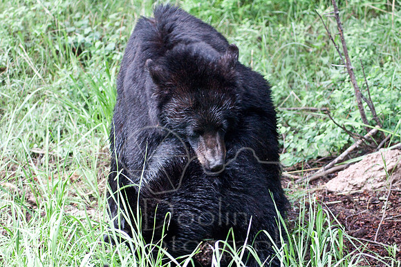 Yellowstone 2009-5580.jpg