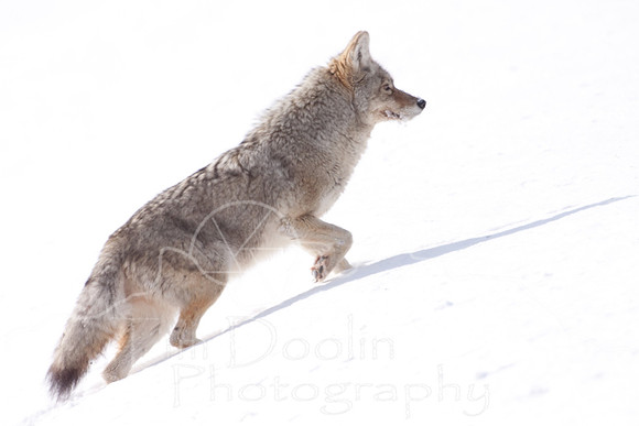 Yellowstone in Winter--2009-3658.jpg