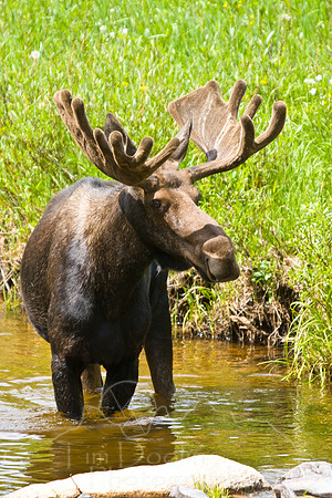 Bull Moose-0223.jpg