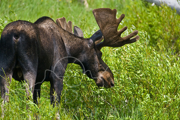 Bull Moose-4809.jpg