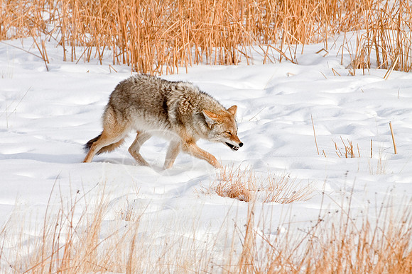 Yellowstone in Winter--December 2009-6757.jpg