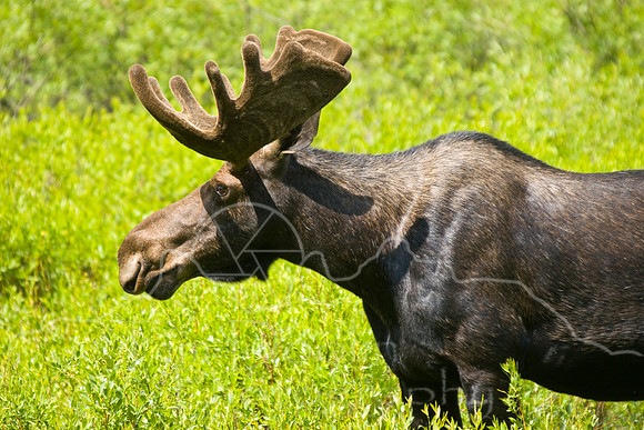 Bull Moose-0155.jpg