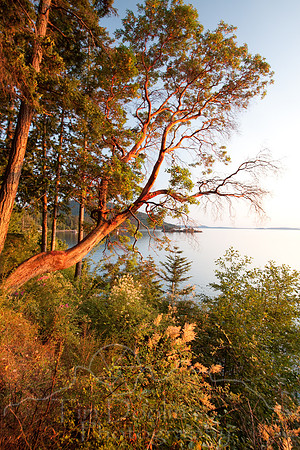 Orcas Island-7960.jpg