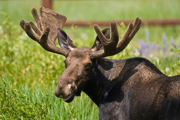 Bull Moose-4903.jpg