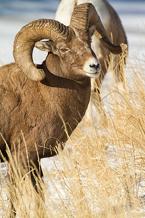 Big Horn Sheep--21