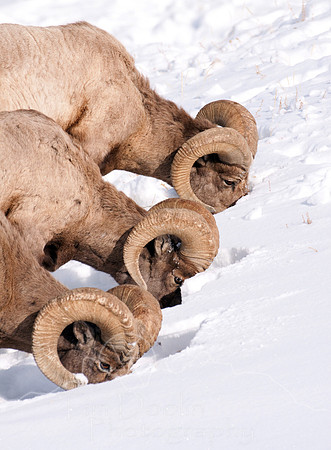 Tim Doolin--Bighorn Rams--Wildlife