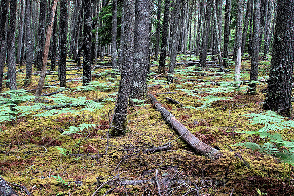 Orcas Island-7484_to_Orcas Island-7486a.jpg