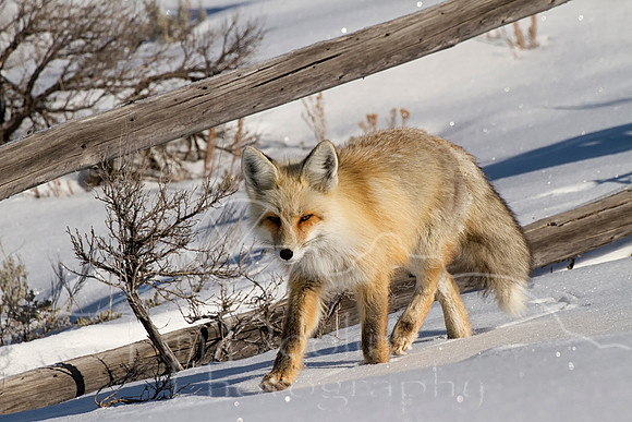 IMG_7833-Edit-2