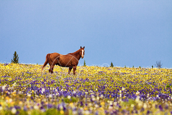 Horses-