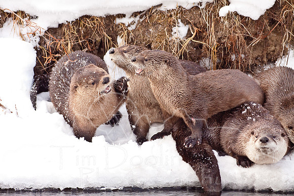 Yellowstone in Winter--December 2009-6077.jpg