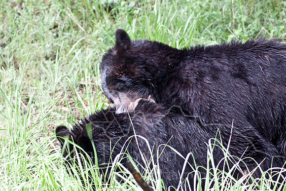 Yellowstone 2009-5596.jpg