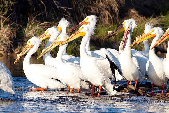 Pelicans on the Tongue River-6941