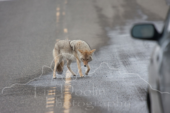Yellowstone in Winter--2009-7031.jpg