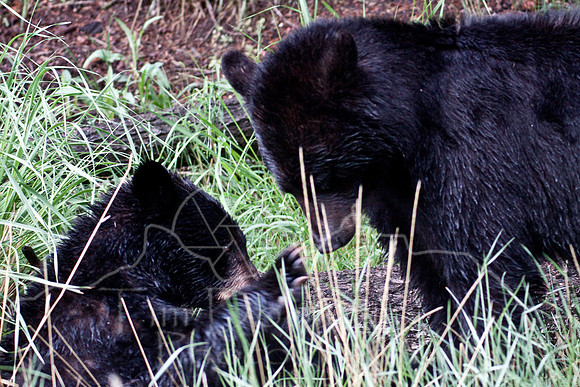 Yellowstone 2009-5557.jpg