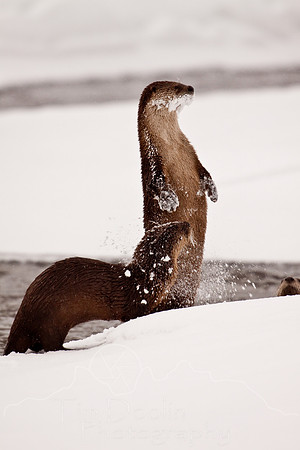 Yellowstone in Winter--December 2009-5592.jpg