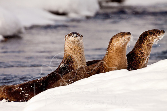 Yellowstone in Winter--December 2009-6268.jpg