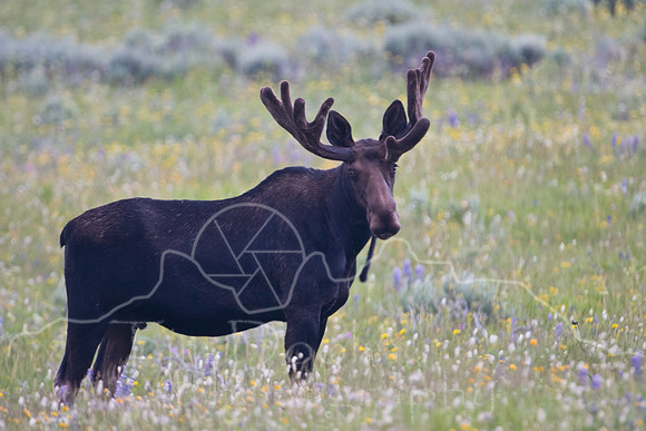 Bull Moose-5016.jpg