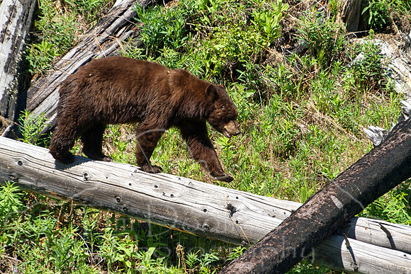 Yellowstone--Summer 2011--4