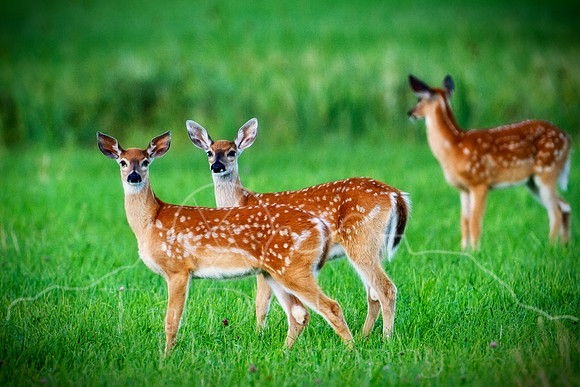 Whitetail Fawns-2