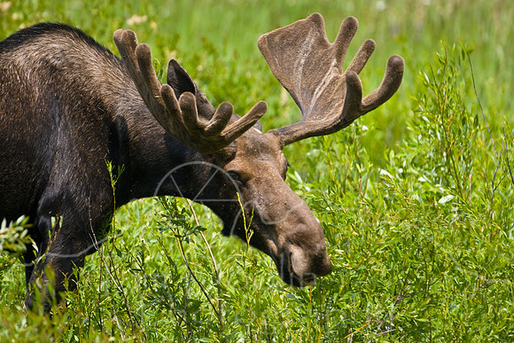Bull Moose-4880.jpg