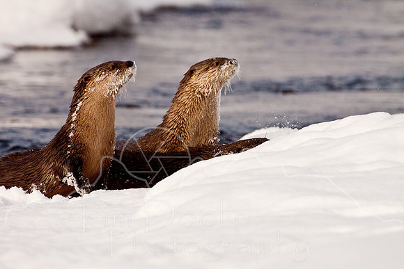Yellowstone in Winter--December 2009-6257.jpg
