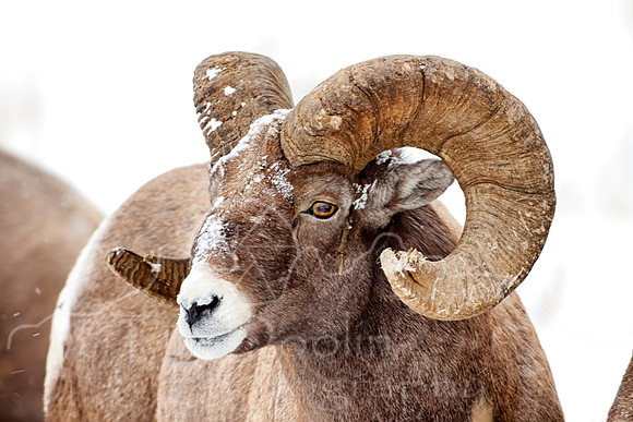 Big Horn Sheep--16