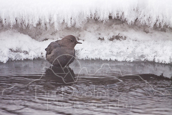 Yellowstone in Winter--2009-2673.jpg